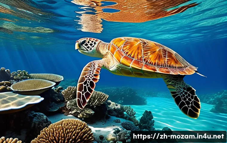 莫桑比克秘境海岛大公开每个角落都是明信片 4 모잠비크에서 가장 아름다운 섬들 관련 이미지 2